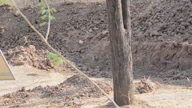 Photo of People Are Losing Their Minds Trying To Find The Leopard In This Picture