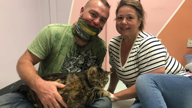 Photo of Lasagna, The 29-Pound Cat Abandoned In A Dog Crate, Finds Her New Home With Stouffer’s Help