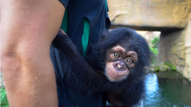 Photo of Baby Chimpanzee Is Thrilled To Find A New Forever Family After Being Rejected By His Mother