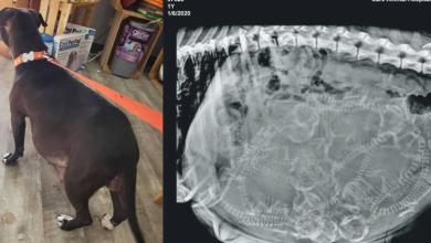 Photo of Pregnant Pit Bull Shows Up With Huge Litter In Her Belly; Even Vet Has A Hard Time Counting Them