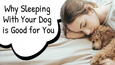Photo of Sleeping Next To Your Dog Has Certain Scientific Benefits, Experts Say