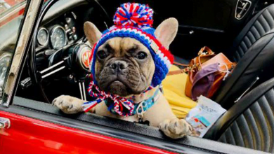 Photo of Kentucky Town Continues Their Tradition Of Non-Human Mayors By Electing A French Bulldog Puppy