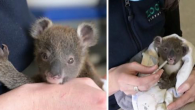 Photo of A 6-Month-Old Koala Joey Is Given A Second Chance At Life Thanks To The Werribee Open Range Zoo