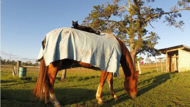 Photo of Morris The Cat And Champy The Horse Are Quite Possibly The World’s Most Unlikely Best Friends