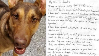 Photo of This Abandoned Dog Was Found Tied To A Tree With A Note Around Her Neck Blaming Coronavirus