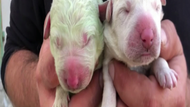 Photo of Farmer Is Stunned When Dog Gives Birth To 5 Puppies And One Of Them Is Bright Green
