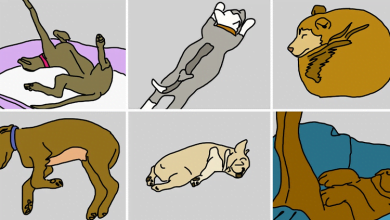 Photo of 6 Doggy Sleeping Positions That Will Tell You A Lot About Your Beloved Pup