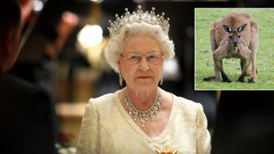 Photo of 5 Times Queen Elizabeth Proved All The Haters Wrong By Doing A Tiny Bit Better Than People Thought She Would In A Boxing Match With A Kangaroo