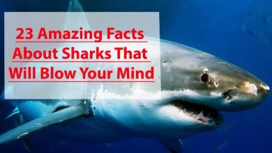 Photo of 23 Amazing Facts About Sharks That Will Blow Your Mind