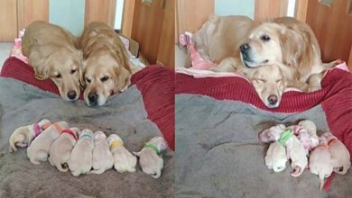 Photo of Golden Retriever Parents Adorably Watch Over Their 7 Newborn Puppies