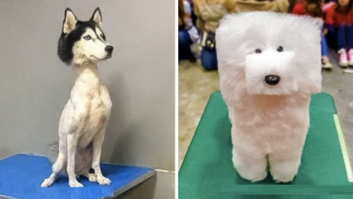 Photo of 17 Times Pet Haircuts Went So Wrong, It’s Hilarious