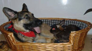 Photo of Loving German Shepherd Treats Her Owner’s Pet Bunny As If She’s Her Baby