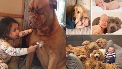 Photo of 10 Adorable Photos Showing Why Kids Need A Dog In Their Lives