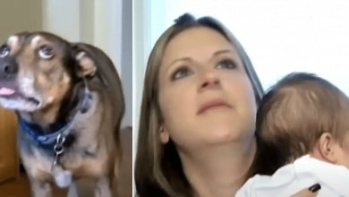 Photo of Panicking Dog Wakes Up Family Just In Time To Save Their Baby’s Life
