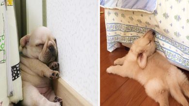 Photo of 10 Pics that will make your day. Puppies That Managed To Fall Asleep In Hilariously Awkward Positions