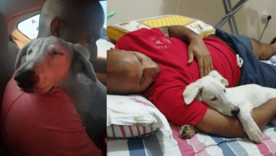 Photo of Stray Dog Finally Relaxes When He Realizes Man Is Rescuing Him