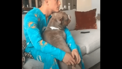 Photo of Rescued Pit Bull Guilty Of Being Aggressively Affectionate With Owners