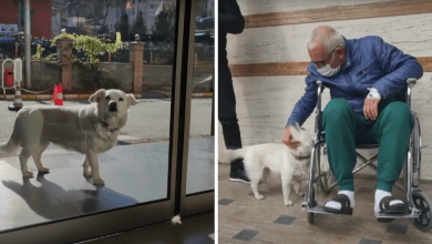 Photo of Faithful Dog Waits Outside Her Human’s Hospital For 6 Days