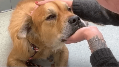 Photo of Senior Dog In Shelter Puts Paw On Woman And Let’s Her Know It’s Time