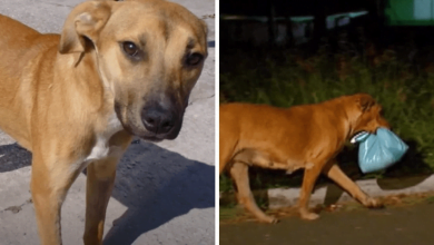 Photo of Woman Takes In Street Dog That Escapes Every Night And Eventually Decides To Follow Him