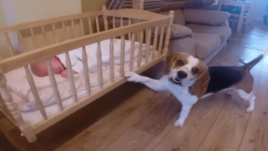 Photo of Sweet Beagle Decides To Rock His Baby Sister To Sleep And Earns 6M Views