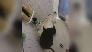 Photo of Dog Follows Pregnant Mom Everywhere — Even Into The Shower