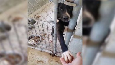 Photo of Dog Sits In Shelter Begging To Hold Hands With Anyone Who Passes By