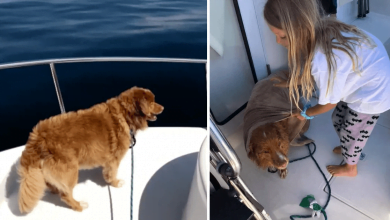 Photo of Family Spots Dog Swimming Frantically In Lake 4 Miles From Shore