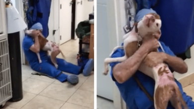 Photo of Homeless Dog Can’t Stop Thanking Vet For Saving His Life