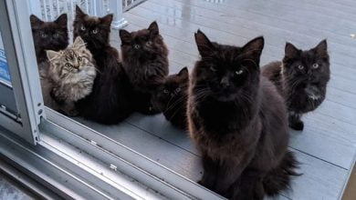 Photo of Stray Cat Introduces All Her Kittens To Woman She Trusts