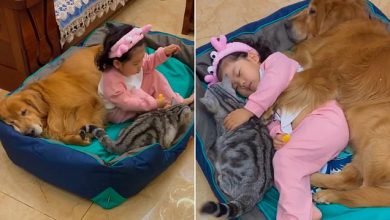 Photo of Cute dog and cat moment: Little girl takes a nap with her two pets