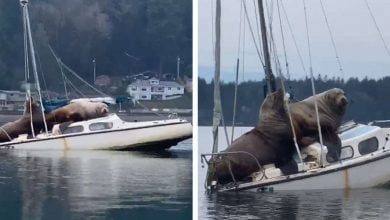 Photo of Pair Of Enormous Sea Lions Borrow Someone’s Boat