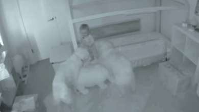 Photo of Baby Camera Catches Golden Retrievers Waking Up 15-Month-Old Baby For Hilarious ‘Crime’