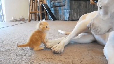 Photo of Pit Bull Meets Her New Kitty Friend For The First Time