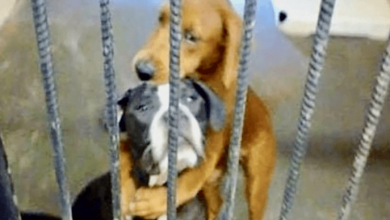 Photo of Shelter dog saves best friend hours from euthanasia by hugging her