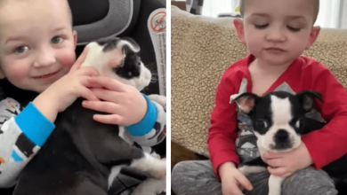 Photo of After Surviving Brain Surgery, Little Boy Gets A Puppy Who’s Just Like Him