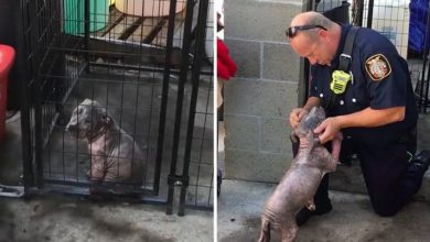 Photo of A Small Depressed Pitbull Puppy At Shelter Finds Happiness After Being Adopted By The Firefighter Who Saved Her