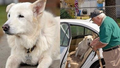 Photo of 13-Year-Old Dog Spent His Entire Life At Shelter, Until Elderly Veteran Took Him In
