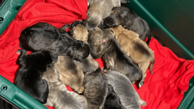 Photo of Woman Driving 3 Pregnant Dogs Across Several States Finds 14 Puppies In The Backseat At End Of Trip