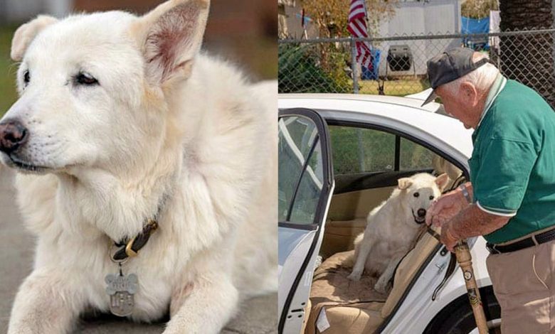 13-year-old-dog-spent-his-entire-life-at-shelter-until-elderly-veteran