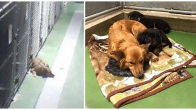 Photo of Dog Sneaking Out Of Her Kennel To Comfort Two Crying Foster Puppies