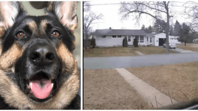 Photo of Security Camera Picks Up German Shepherd ‘Guard Dog’ In Action And The Footage Is Hilarious