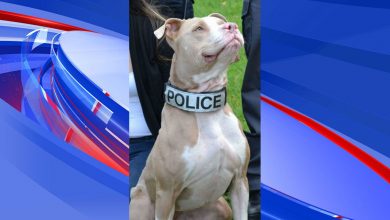 Photo of Meet the first official pit bull police dog in the state of New York
