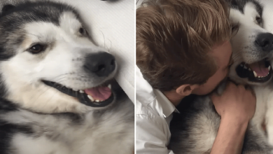 Photo of Owner Tries To Kiss Grumpy Dog And Pup’s Hilarious Response Earns 4M Views