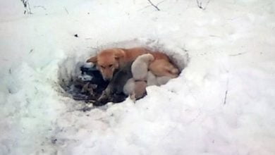 Photo of Stray Mama Dog Found Lying in Foot of Snow, Protecting Her Puppies from the Cold