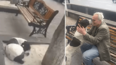 Photo of Lost Dog Living On Street Cries With Joy When Owner Finally Finds Him After 3 Years Apart