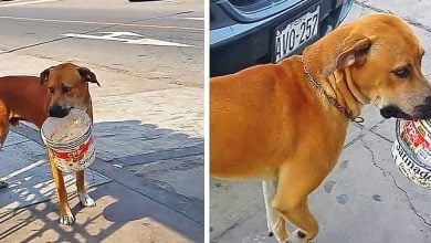 Photo of After long days without water, this poor dog carries a bucket asking for water