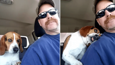 Photo of ‘Thankful’ Shelter Dog Saved From Euthanasia Can’t Stop Snuggling Rescuer On Ride Home