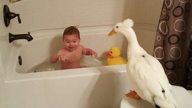 Photo of Little Boy Is Best Friends With A Pet Duck