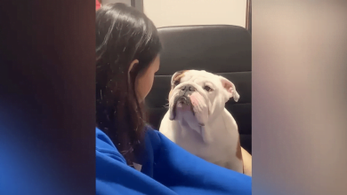 Photo of Bulldog Melts Hearts With Sweet Apology